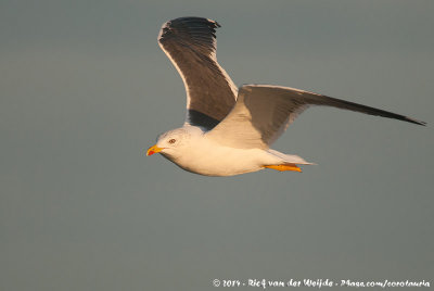 Lesser Black-Backed GullLarus fuscus graellsii