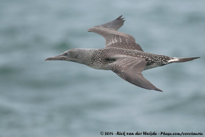 Northern GannetMorus bassanus