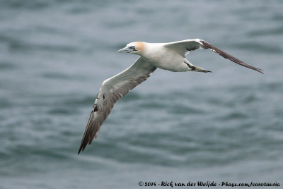 Northern GannetMorus bassanus