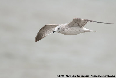 Common GullLarus canus canus