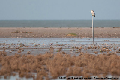 Peregrine FalconFalco peregrinus peregrinus