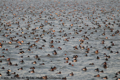 Common Pochard<i> Aythya ferina</i><br>and Tufted Duck <i>Aythya fuligula</i>