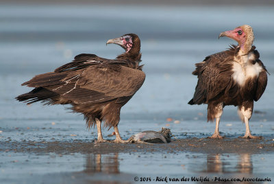 Hooded Vulture<br><i>Necrosyrtes monachus monachus</i>