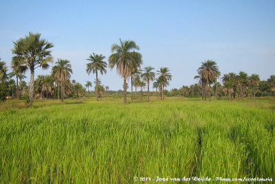 Kotu rice fields