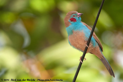 Red-Cheeked Cordon-Blue  (Blauwfazantje)