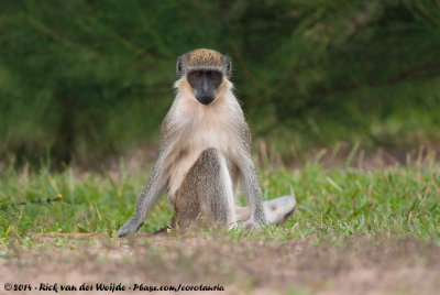 The Mammals of The Gambia