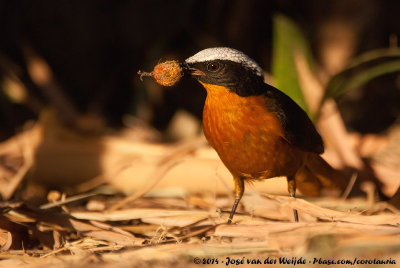 White-Crowned Robin-Chat  (Schubkaplawaaimaker)