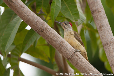 Fine-Spotted Woodpecker  (Stippelspecht)