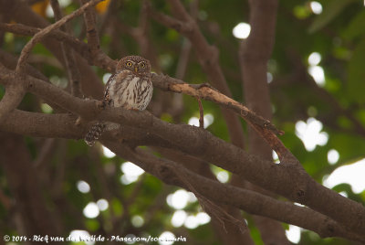 Pearl-Spotted Owlet  (Geparelde Dwerguil)