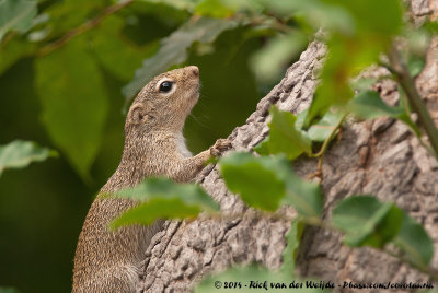 Gambian Sun Squirrel  (Kleine Zonne-Eekhoorn)