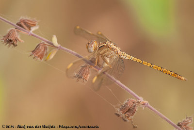 Many-Celled SkimmerOrthetrum angustiventre