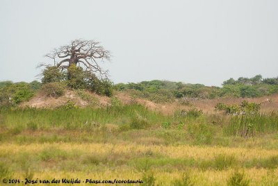 Lonesome Baobab