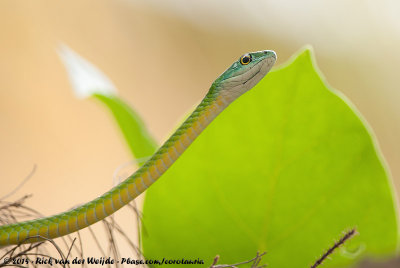 Northern Green Bush SnakePhilothamnus irregularis