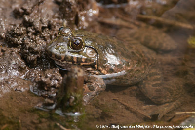 Crowned Bullfrog  (Hoplobatrachus occipitalis)