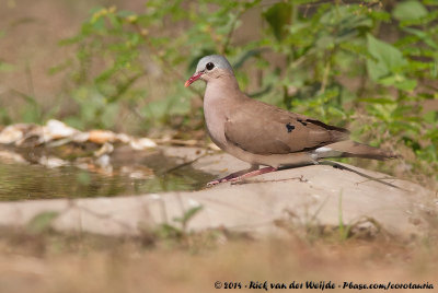 Blue-Spotted Wood-Dove  (Staalvlekduif)
