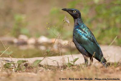 Purple Glossy Starling  (Purperglansspreeuw)