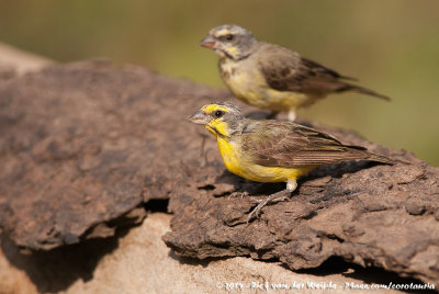 Yellow-Fronted CanarySerinus mozambicus caniceps