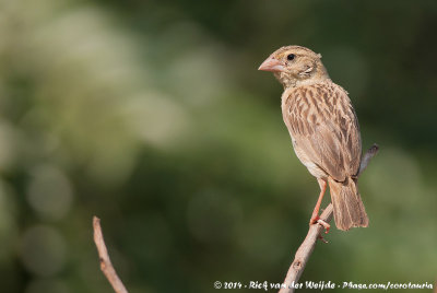 Northern Red BishopEuplectes franciscanus