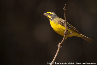 Yellow-Fronted Canary  (Mozambiquesijs)