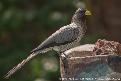 Western Plantain-Eater  (Grijze Bananeneter)