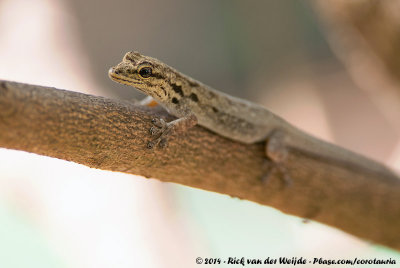 Chevron-Throated Dwarf Gecko (Lygodactylus gutturalis)