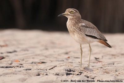 Senegal Thick-KneeBurhinus senegalensis