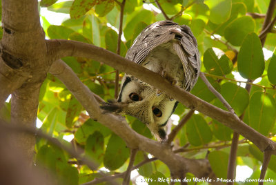 Northern White-Faced Owl  (Noordelijke Witwangdwergooruil)