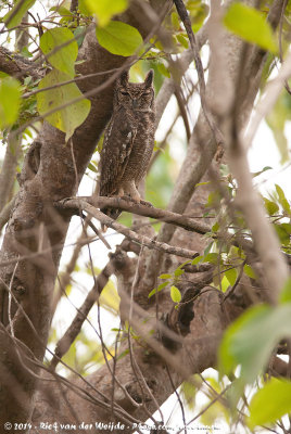 Greyish Eagle-OwlBubo cinerascens