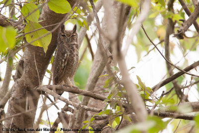 Greyish Eagle-Owl  (Vale Oehoe)
