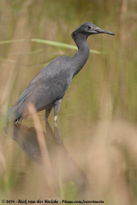 Black Heron  (Zwarte Reiger)