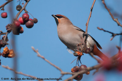 Bohemian WaxwingBombycilla garrulus garrulus