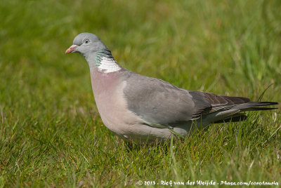 Common Wood PigeonColumba palumbus palumbus