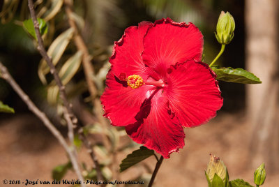 Hibiscus spec.