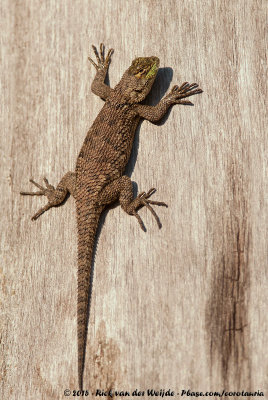 Green Spiny LizardSceloporus malachiticus