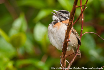 Rufous-Collared SparrowZonotrichia capensis costaricensis