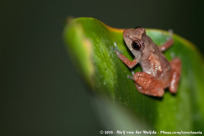 Rain Frogs  (Antilliaanse Fluitkikkers)