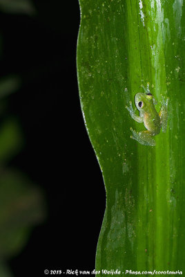 Glass Frogs  (Glaskikkers)