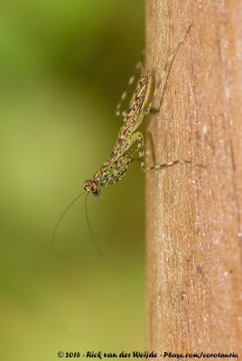 Tree Mantis  (Boombidsprinkhaan)