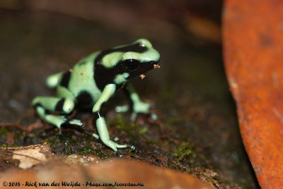 Green-And-Black Poison-Dart FrogDendrobates auratus
