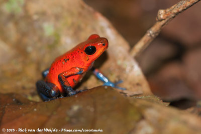 Strawberry Poison-Dart Frog  (Aardbeikikker)