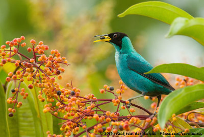 Green Honeycreeper  (Groene Suikervogel)