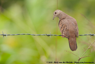 Ruddy Ground-Dove  (Steenduif)