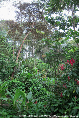 Secondary Forest at Selva Verde