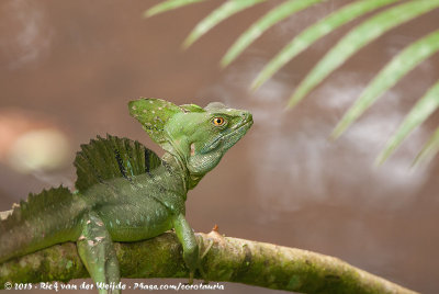 Casquehead Lizards  (Basilisken en Helmleguanen)