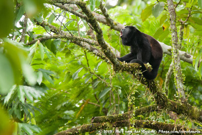 The Mammals of Costa Rica