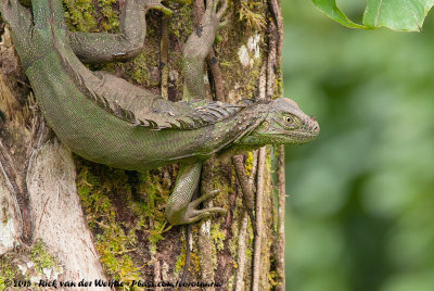 Green Iguana  (Groene Leguaan)