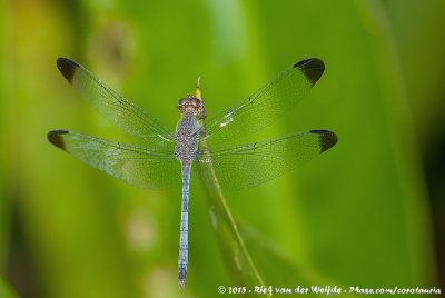 Tropical Skimmer  (Uracis imbuta)