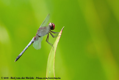 Red-Faced Dragonlet  (Erythrodiplax fusca)