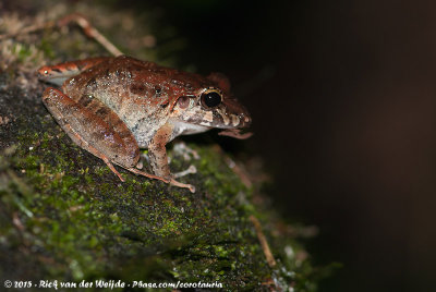 Fitzinger's Robber FrogCraugastor fitzingeri