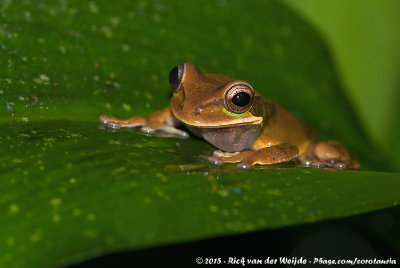 Masked Tree FrogSmilisca phaeota